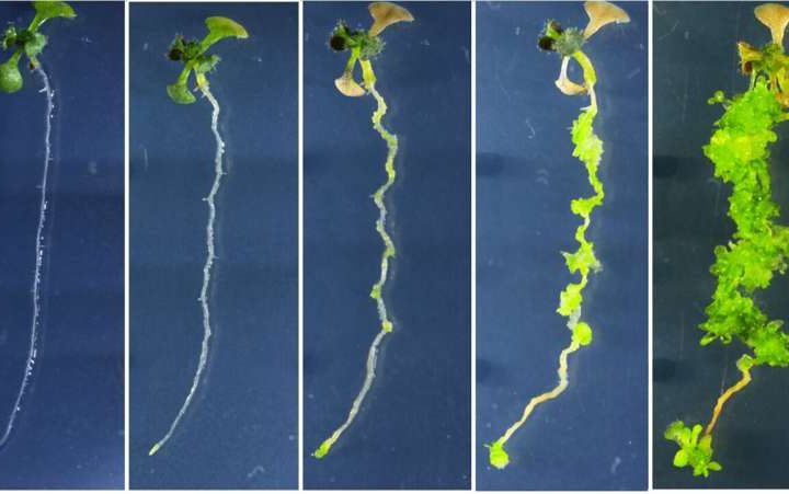 Hormone-free plant regeneration method works for multiple crops