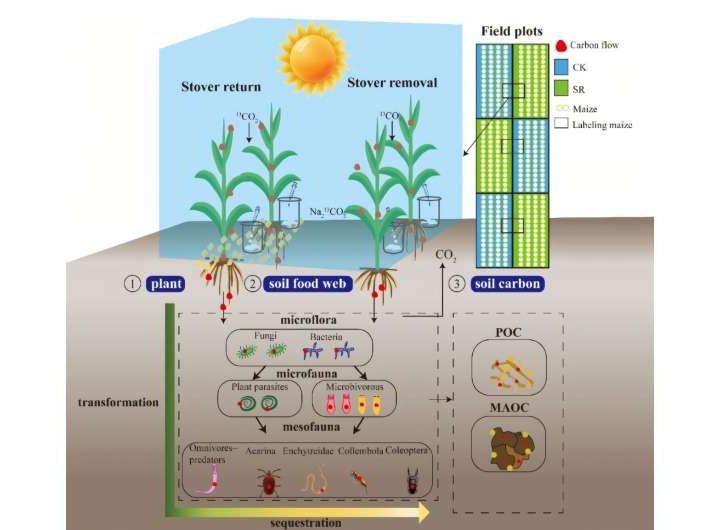 Soil food webs boost carbon retention in farmlands, finds study