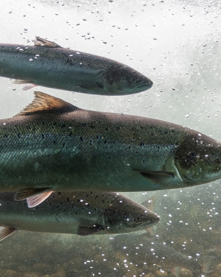 Norway’s new supercomputer to power AI research with waste heat for local salmon farms