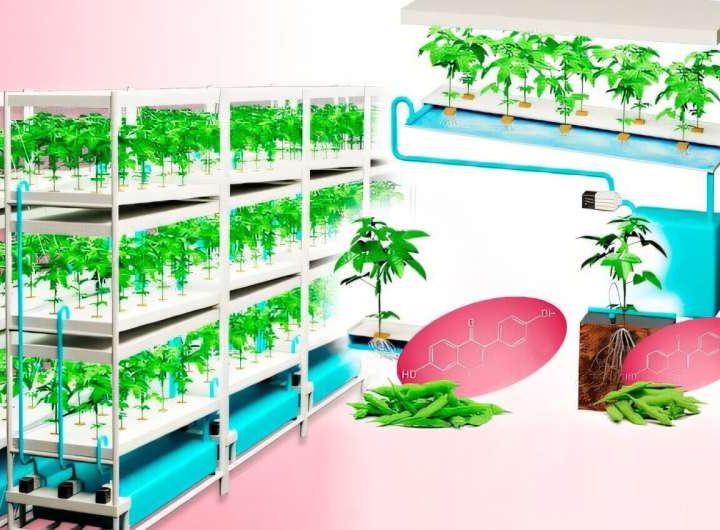 Year-round edamame: Hydroponic LED plant factories redefine sustainable cultivation
