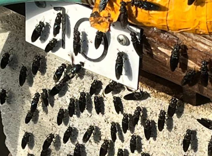 A DIY, fly-powered food waste recycling system