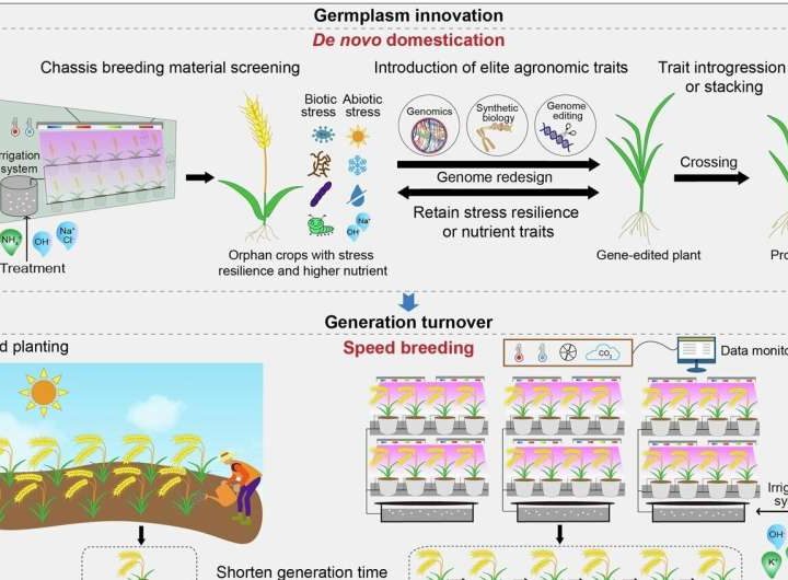 AI-driven breeding strategy aims to boost orphan crops for food security