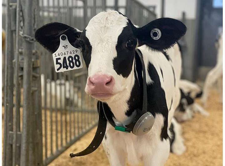 AI-enabled monitoring system could help keep dairy calves healthy