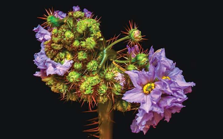 AI maps gene redundancies to guide crop improvement