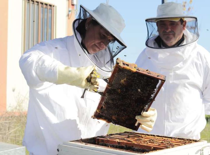 AI in bee hives: Monitoring system remotely predicts flowering periods