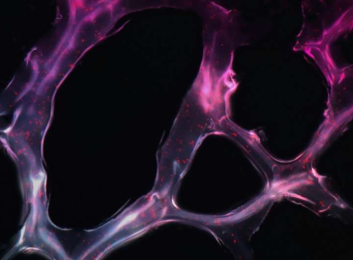 Novel AI tool offers prognosis for patients with head and neck cancer