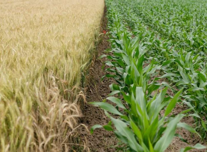 Growing a mix of plants in fields can save farmers money and help the environment