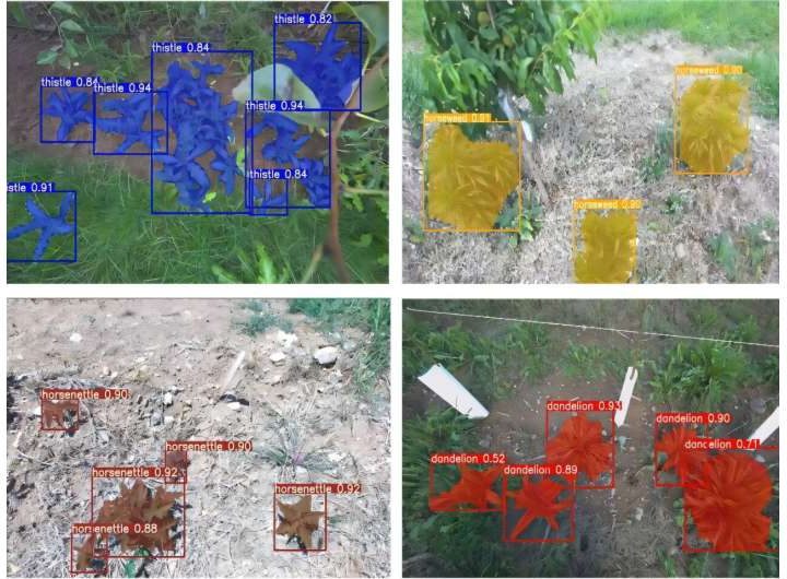 Eyes for an agricultural robot: AI system identifies weeds in apple orchards