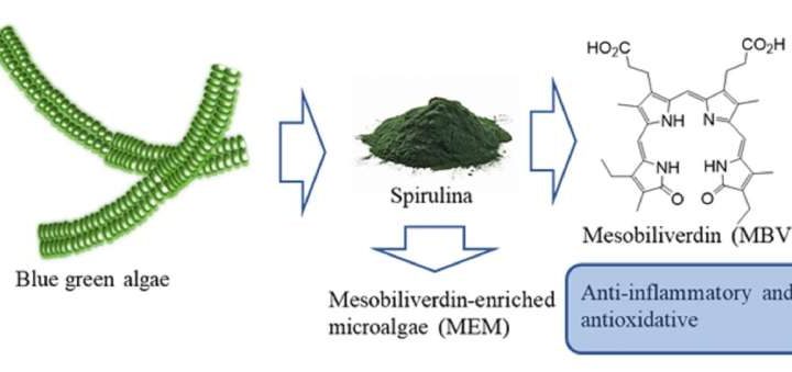 Natural biliverdin analog from microalgae offers safer livestock feed alternative