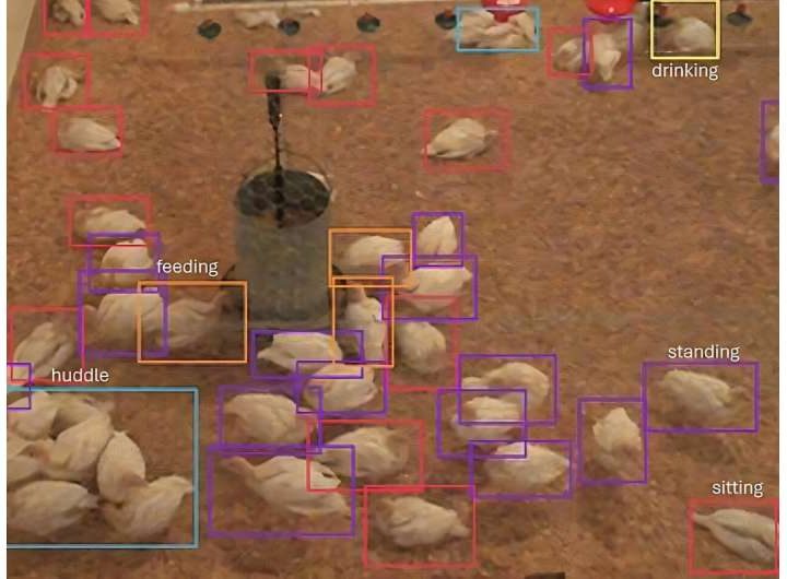 It’s a bird, it’s a drone, it’s both: AI tech monitors turkey behavior