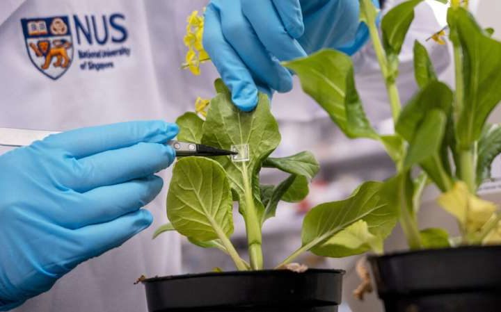 Microneedle system delivers biofertilizer directly into plants, boosting growth with less waste