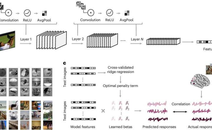 Small changes make some AI systems more brain-like than others