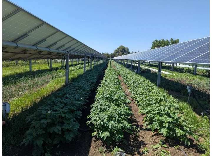 Solar panels over crops may boost farmworkers’ comfort