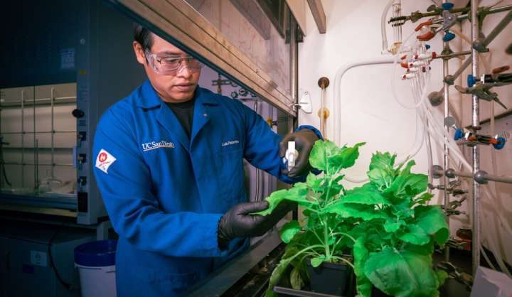Spray-on antibacterial coating offers new protection for plants against disease and drought