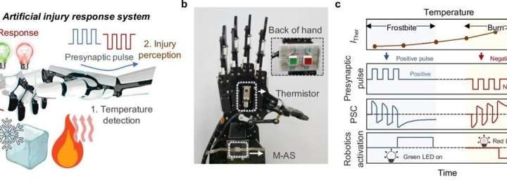 Ultra-low power, fully biodegradable artificial synapse offers record-breaking memory
