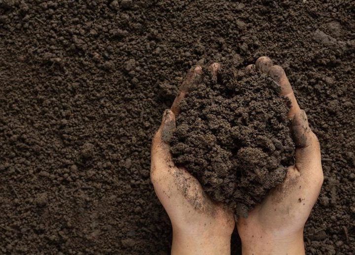 This Hidden Soil Nutrient Can Double Forest Recovery Speed