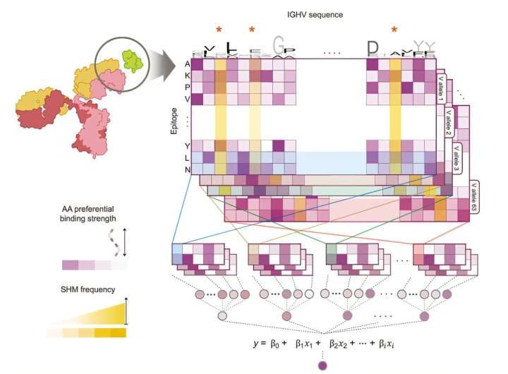 AI model predicts B cell reactivity to neoantigens for improved cancer vaccines