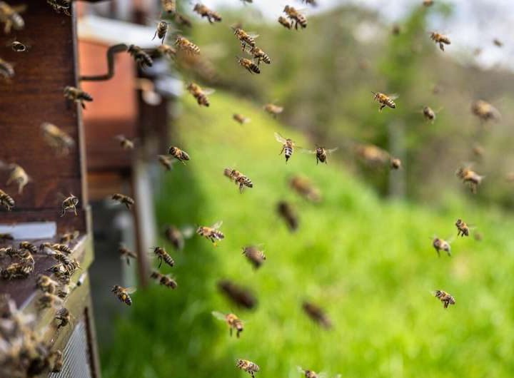 How bee brains are shaping next-generation computer chips