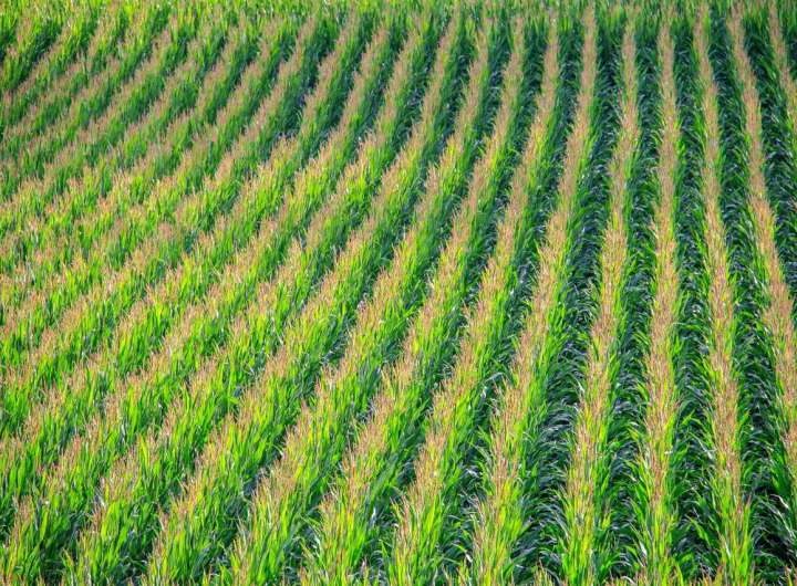 Researchers show the insights drones can provide by monitoring corn on small farms