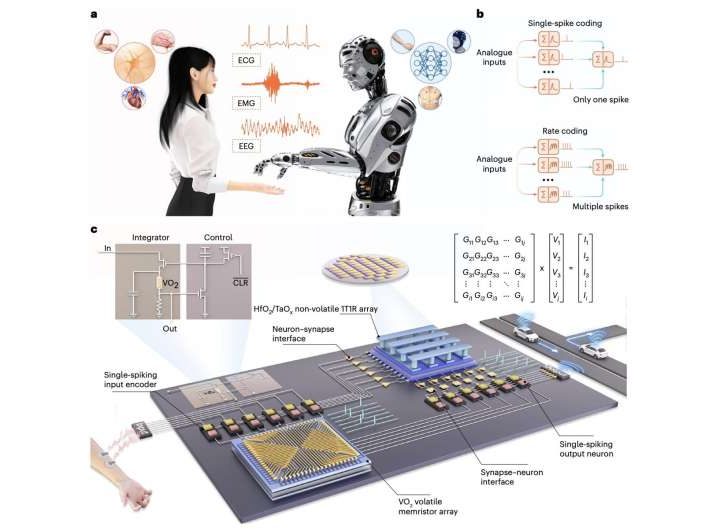 Brain-inspired hardware uses single-spike coding to run AI more efficiently