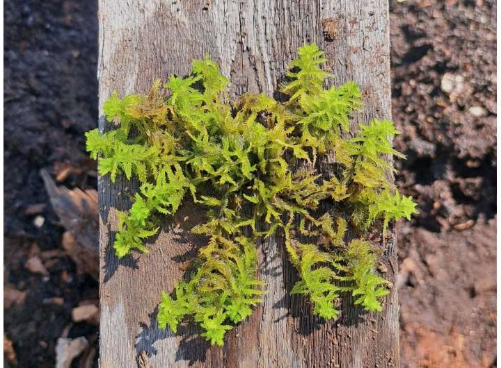 Peatland restoration can deliver climate mitigation benefits within a few decades
