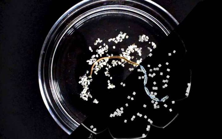 Worms as particle sweepers: How simple movement, not intelligence, drives environmental order