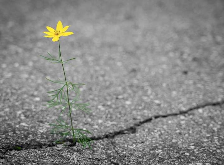 Infusing asphalt with plastic could help roads last longer and resist cracking under heat