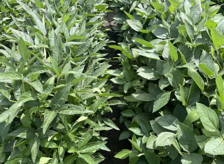 Bigger is not always better: Smaller leaves optimize light use in soybeans