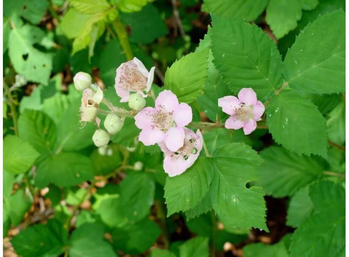Drones can offer a faster, more precise way to measure blackberry flowering