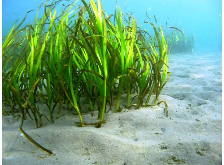 Conveying the concept of blue carbon in Japanese media: New study provides insights