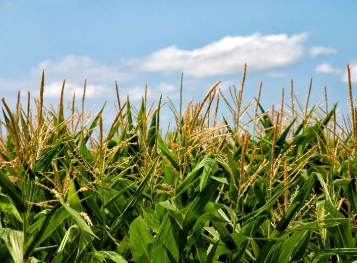 New remote sensing model maps 2021 frost damage across 700,000 hectares of corn