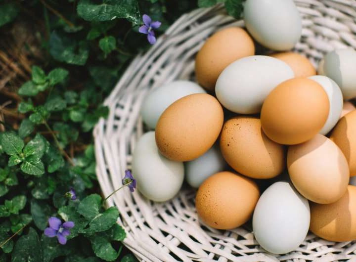 Researchers, egg farmers help design sustainable agriculture plans