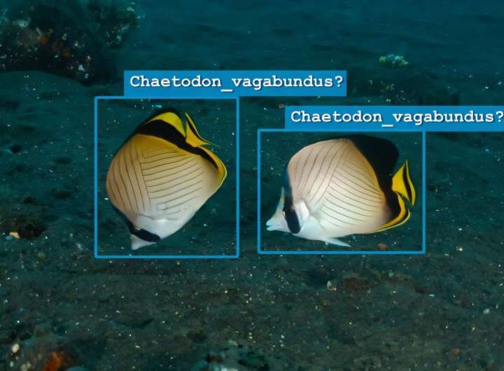 Study offers practical guide for AI application in marine conservation and fisheries