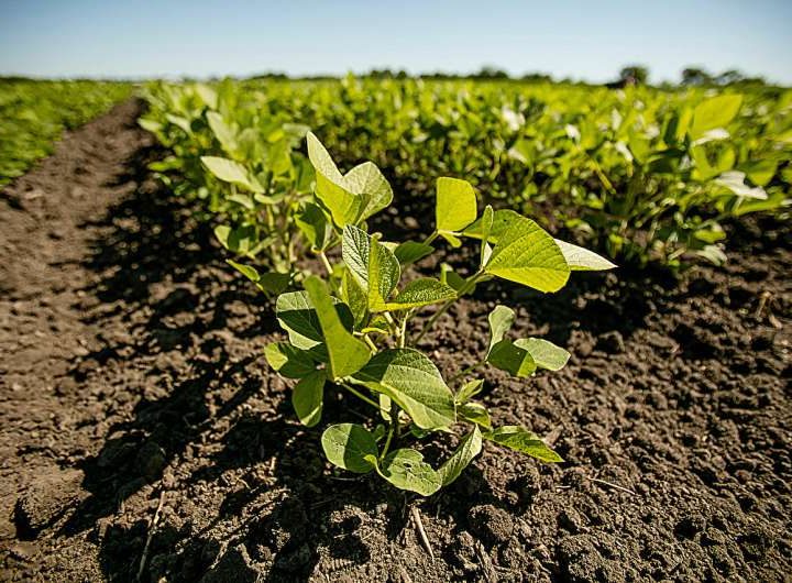 New AI method advances prediction of Brazil’s national soybean yield