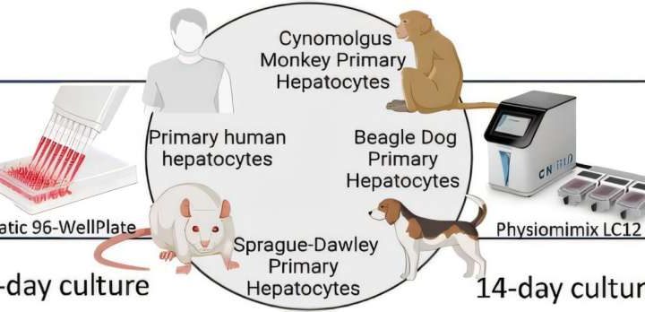 New ‘liver-on-a-chip’ device could make drug safety testing more reliable