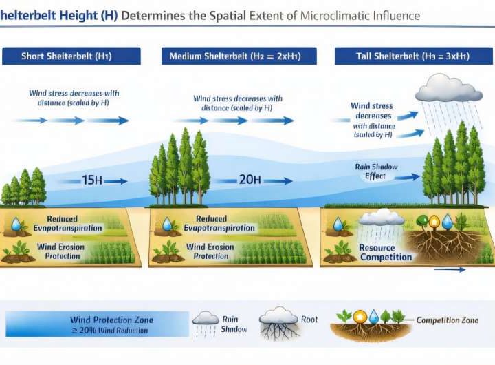 Pareto-optimized windbreak designs proposed for sustainable arid agriculture
