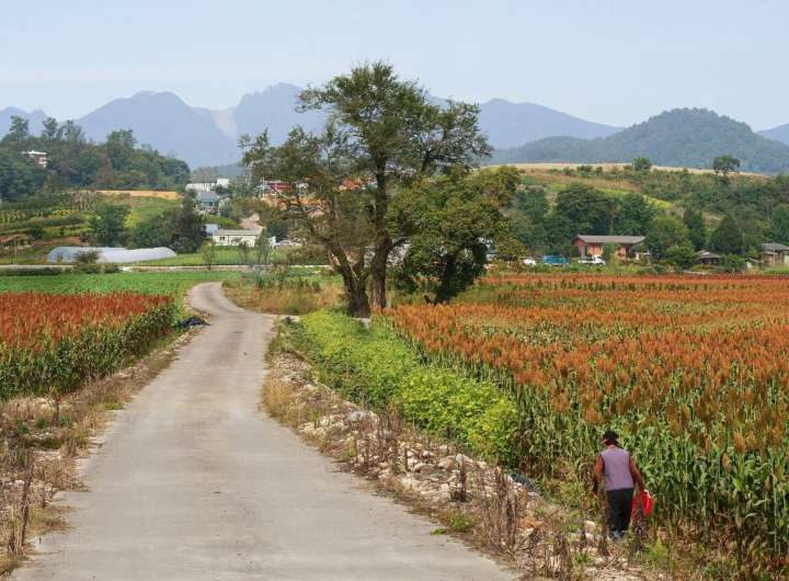 Could reduced air pollution from climate mitigation boost crop yields and lower hunger risk?