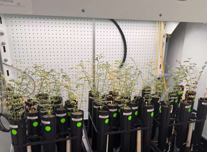 Can we grow life on Mars? Experiments show potential in simulated extraterrestrial soil