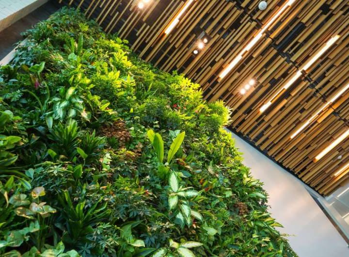 Report provides introductory guide on green roofs and walls