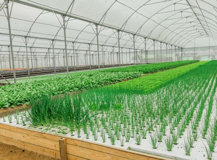 From high‑tech greenhouses to fruit netting: How protected cropping can shield crops from climate extremes