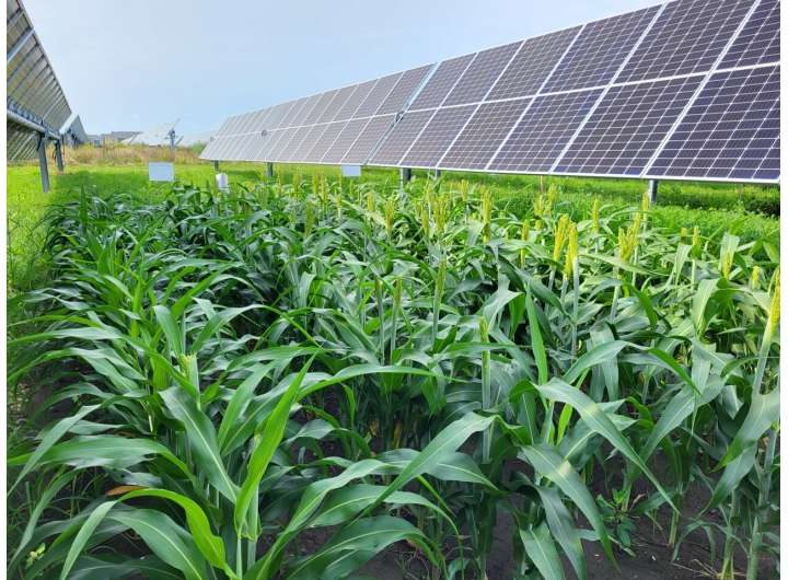 Agrivoltaics can increase or reduce yields and profits, depending on the crop and where the systems are deployed