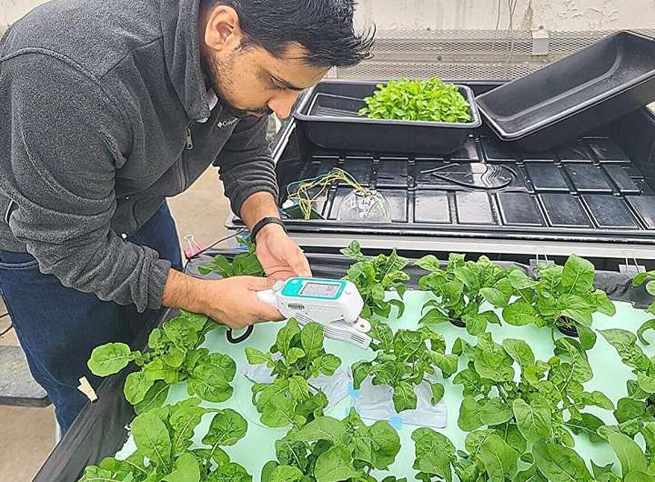 Low-cost sensor system could warn farmers of salt stress in plants
