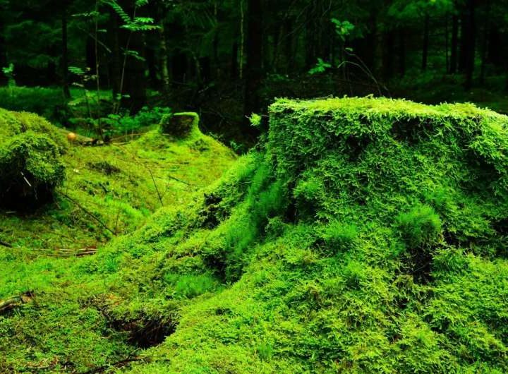 How moss could help roads cope with heavy rain and reduce air pollution