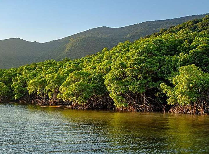 Smarter mangrove protection: Study links a 7.3% area boost to 13.3% resilience gain