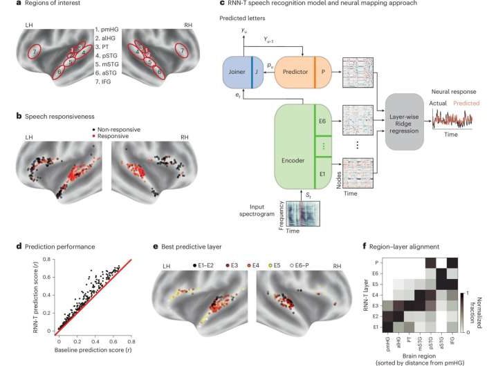 Human brain and AI speech recognition decode speech in similar step-by-step stages, study finds