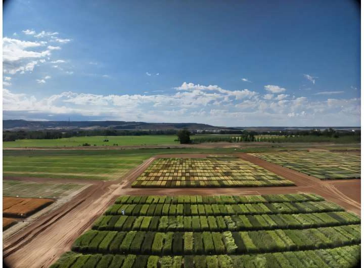 AI and drones can select the most resilient wheat