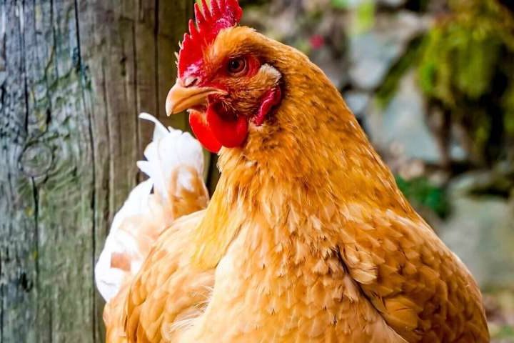 Scattered insects offer practical boost to poultry welfare, new research shows