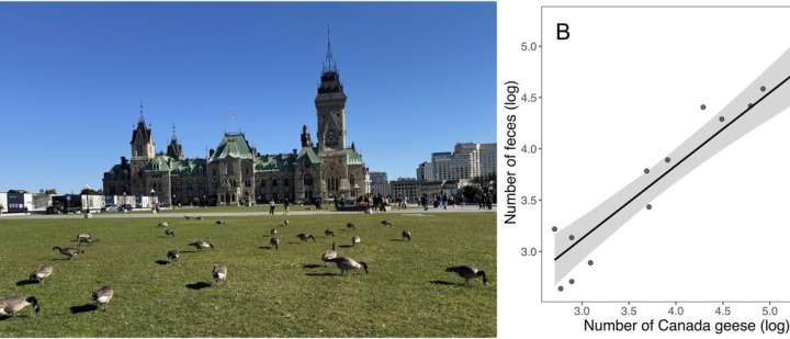 Goose poop could fuel a circular agriculture strategy, research shows