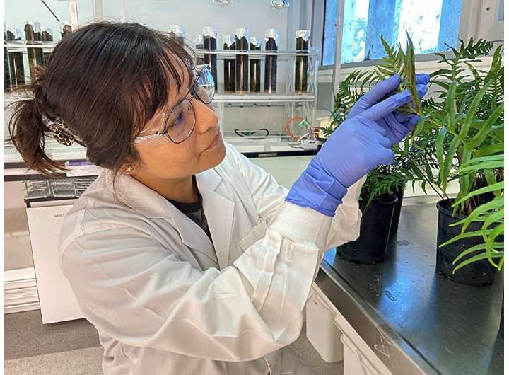 Kale, cabbage, and broccoli could turn toxic soil into a new source of critical thallium metal
