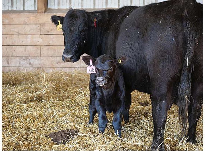 Researchers discover new reproductive method that will improve cattle production